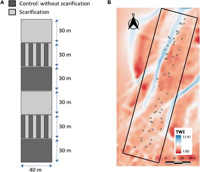 Photosynthetic and Growth Responses in a Pioneer Tree (Japanese White Birch) and Competitive Perennial Weeds (Eupatorium sp.) Grown Under Different Regimes With Limited Water Supply to Waterlogging